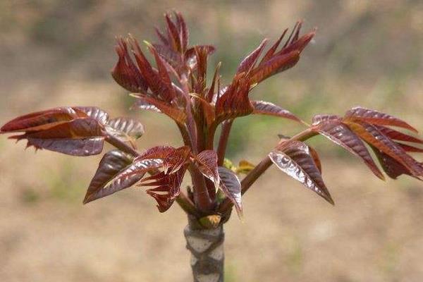 香椿樹圖片大全