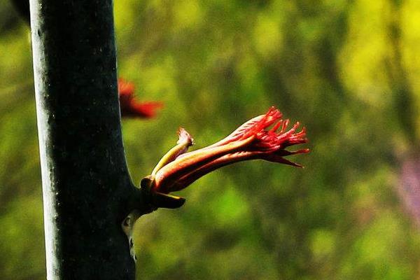 香椿樹圖片大全