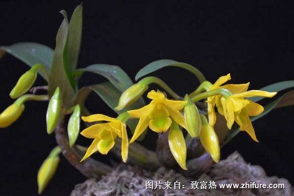 2018種石斛賺錢嗎？石斛種植的利潤與投資成本及前景預測