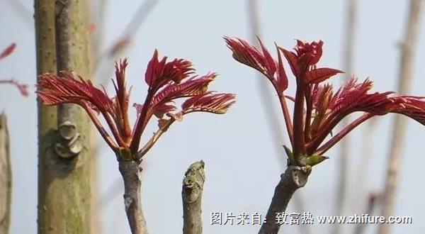 香椿樹怎么種植