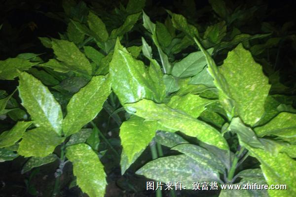 2018種板藍根賺錢嗎?板藍根種植的利潤與投資成本及前景預測