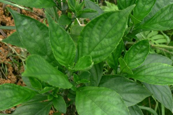 2018種板藍根賺錢嗎？板藍根種植的利潤與投資成本及前景預測