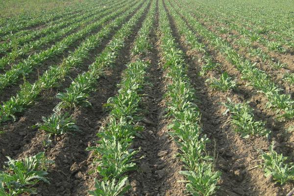 2018種板藍根賺錢嗎？板藍根種植的利潤與投資成本及前景預測