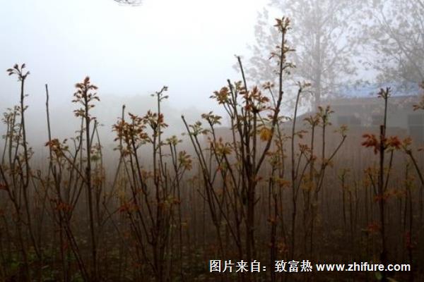 香椿樹什么時候移栽好