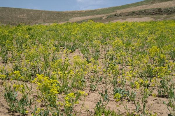 2018種板藍根賺錢嗎？板藍根種植的利潤與投資成本及前景預測