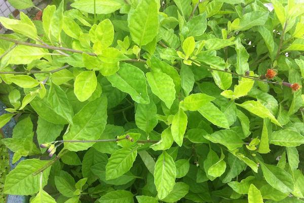 2018種板藍根賺錢嗎？板藍根種植的利潤與投資成本及前景預測