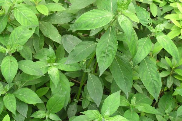 2018種板藍根賺錢嗎？板藍根種植的利潤與投資成本及前景預測