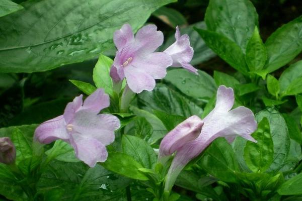 2018種板藍根賺錢嗎？板藍根種植的利潤與投資成本及前景預測