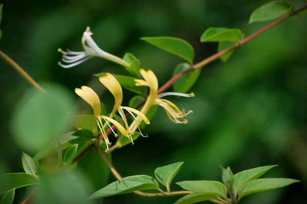 2018種金銀花賺錢嗎？金銀花種植的利潤與投資成本及前景預測
