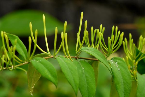 2018種金銀花賺錢嗎？金銀花種植的利潤與投資成本及前景預測