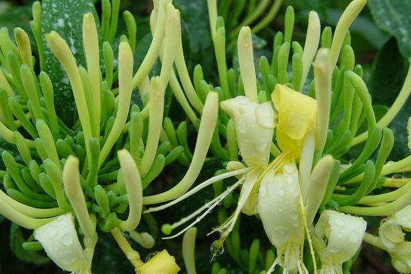 2018種金銀花賺錢嗎？金銀花種植的利潤與投資成本及前景預測