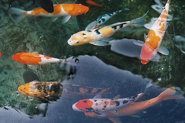 養錦鯉怎樣養水？養錦鯉的水放多長時間？