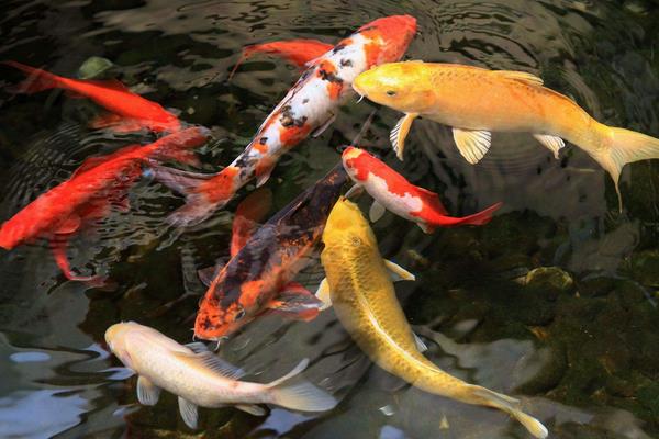 養錦鯉怎樣養水？養錦鯉的水放多長時間？