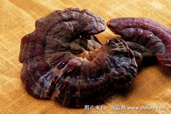 2018種靈芝賺錢嗎？靈芝種植的利潤與投資成本及前景預測