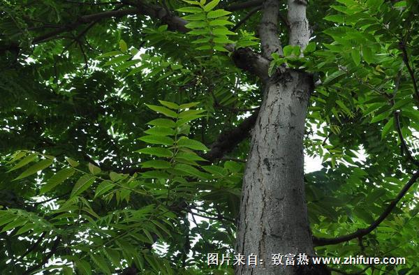 家里為什么不種香椿樹