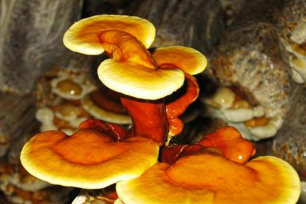 2018種靈芝賺錢嗎？靈芝種植的利潤與投資成本及前景預測