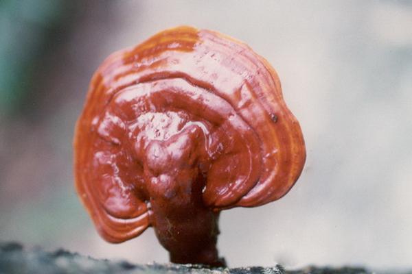 2018種靈芝賺錢嗎？靈芝種植的利潤與投資成本及前景預測