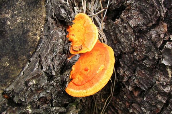 2018種靈芝賺錢嗎？靈芝種植的利潤與投資成本及前景預測