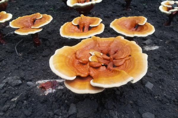 2018種靈芝賺錢嗎？靈芝種植的利潤與投資成本及前景預測