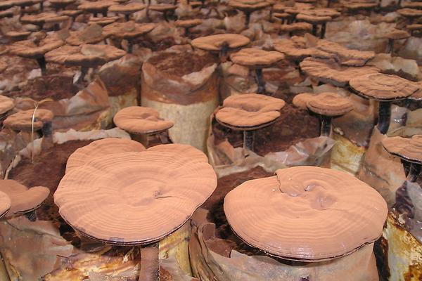 2018種靈芝賺錢嗎？靈芝種植的利潤與投資成本及前景預測