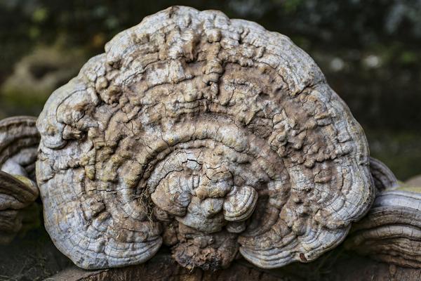 2018種靈芝賺錢嗎？靈芝種植的利潤與投資成本及前景預測