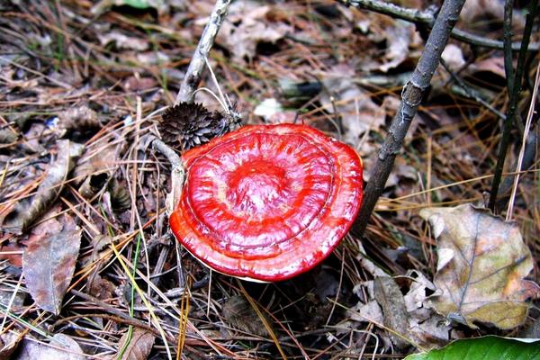 2018種靈芝賺錢嗎？靈芝種植的利潤與投資成本及前景預測