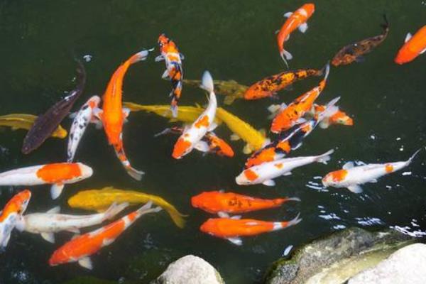 養錦鯉怎樣養水？養錦鯉的水放多長時間？