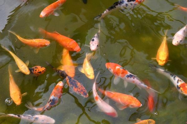 養錦鯉怎樣養水？養錦鯉的水放多長時間？