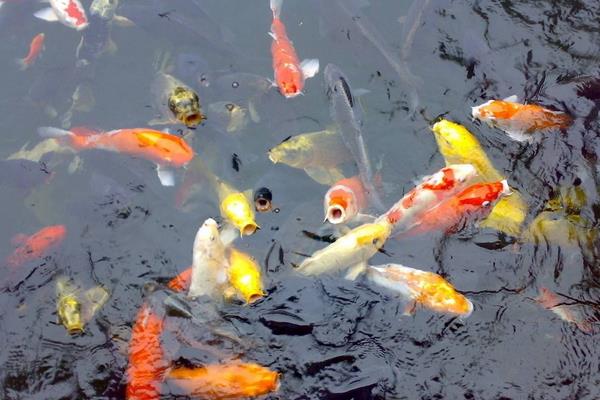 養錦鯉怎樣養水？養錦鯉的水放多長時間？