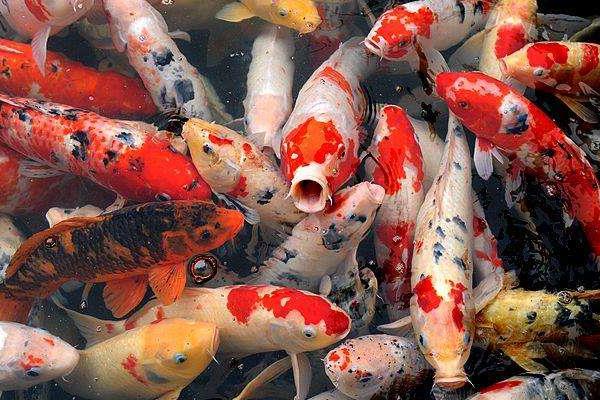 養錦鯉怎樣養水？養錦鯉的水放多長時間？