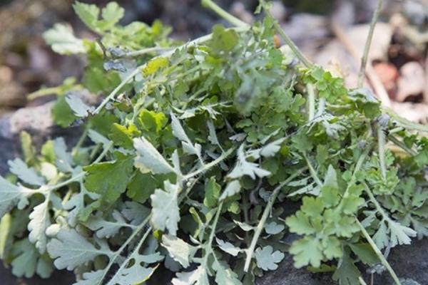 2018種黃岑賺錢嗎？黃岑種植的利潤與投資成本及前景預測