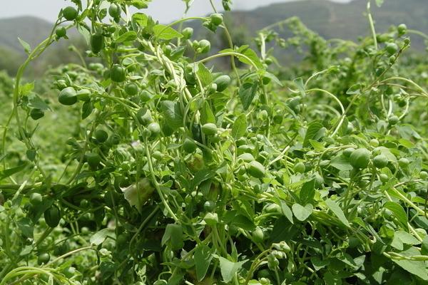 2018種黃岑賺錢嗎？黃岑種植的利潤與投資成本及前景預測