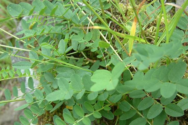 2018種黃芪賺錢嗎？黃芪種植的利潤與投資成本及前景預測