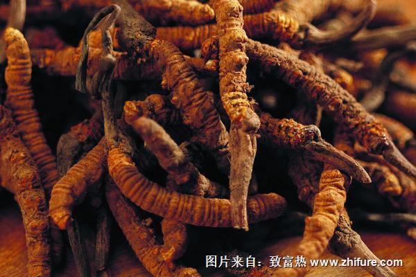 2018種蠶蟲(chóng)草賺錢(qián)嗎？蠶蟲(chóng)草種植的利潤(rùn)與投資成本及前景預(yù)測(cè)
