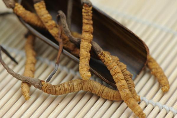 2018種蠶蟲(chóng)草賺錢(qián)嗎?蠶蟲(chóng)草種植的利潤(rùn)與投資成本及前景預(yù)測(cè)