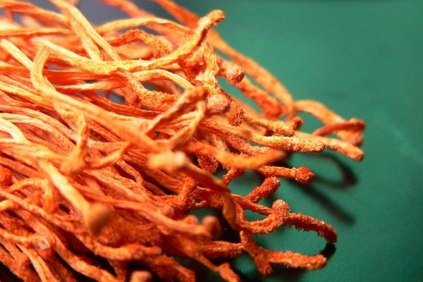 2018種蠶蟲(chóng)草賺錢(qián)嗎?蠶蟲(chóng)草種植的利潤(rùn)與投資成本及前景預(yù)測(cè)