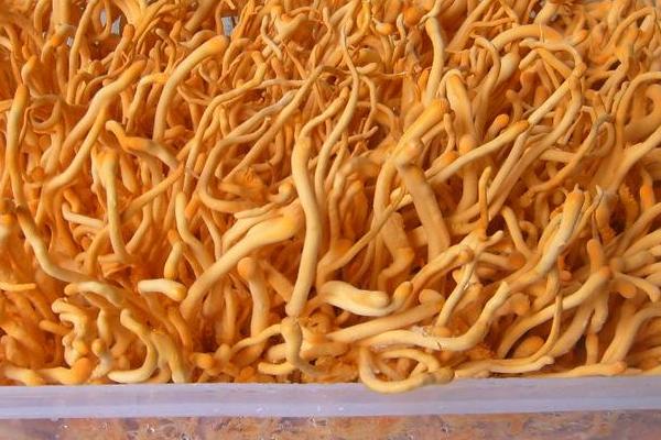 2018種蠶蟲(chóng)草賺錢(qián)嗎?蠶蟲(chóng)草種植的利潤(rùn)與投資成本及前景預(yù)測(cè)