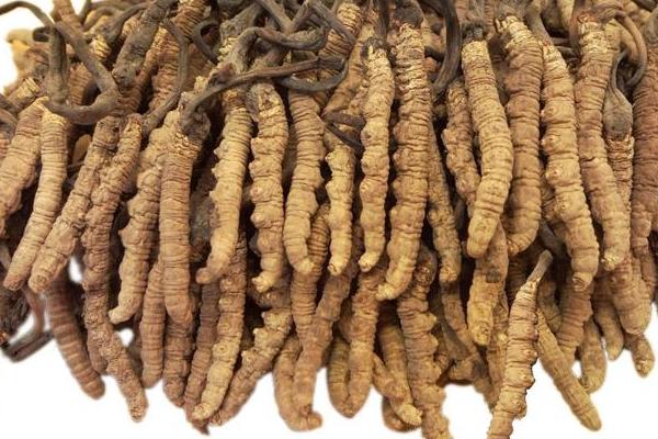 2018種蠶蟲(chóng)草賺錢(qián)嗎?蠶蟲(chóng)草種植的利潤(rùn)與投資成本及前景預(yù)測(cè)