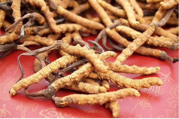 2018種蠶蟲(chóng)草賺錢(qián)嗎?蠶蟲(chóng)草種植的利潤(rùn)與投資成本及前景預(yù)測(cè)