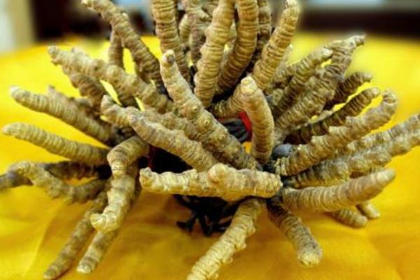 2018種蠶蟲(chóng)草賺錢(qián)嗎?蠶蟲(chóng)草種植的利潤(rùn)與投資成本及前景預(yù)測(cè)