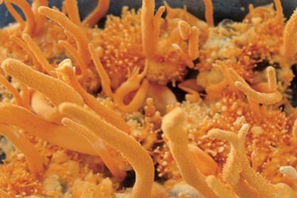 2018種蠶蟲(chóng)草賺錢(qián)嗎?蠶蟲(chóng)草種植的利潤(rùn)與投資成本及前景預(yù)測(cè)