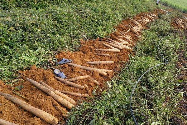 淮山藥圖片大全