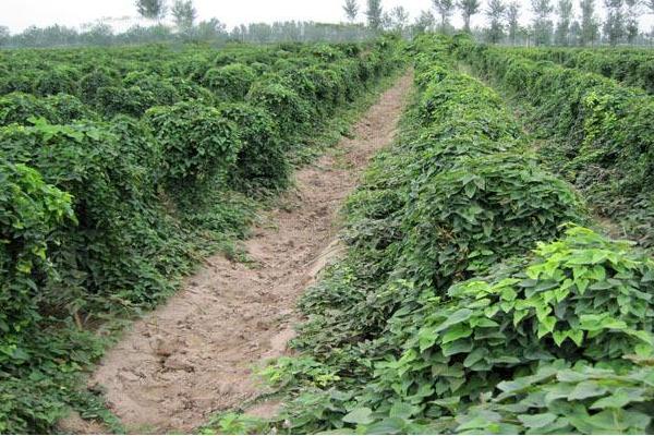 淮山藥圖片大全