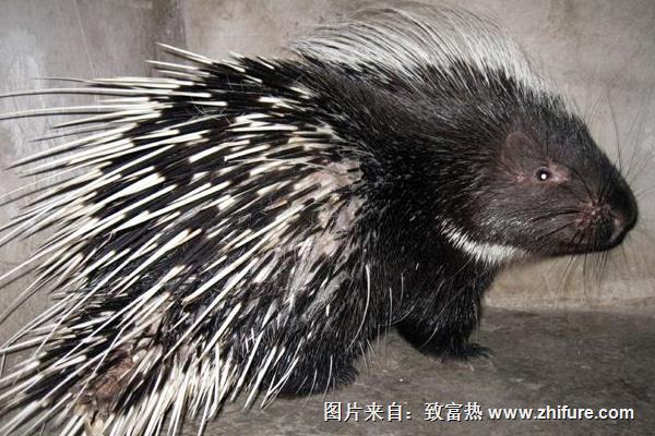 豪豬養(yǎng)殖場建設(shè)