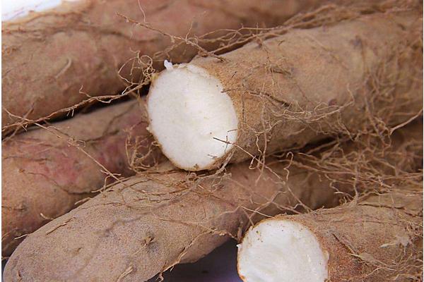 淮山藥圖片大全