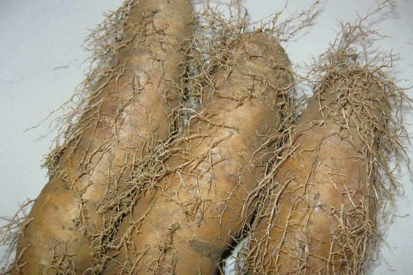 淮山藥圖片大全