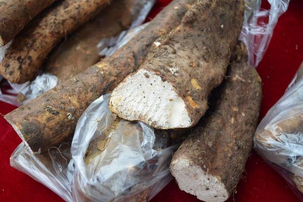 淮山藥圖片大全