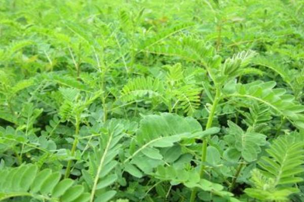 2018種黃芪賺錢嗎？黃芪種植的利潤與投資成本及前景預測