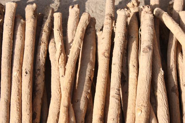 2018種黃芪賺錢嗎？黃芪種植的利潤與投資成本及前景預測