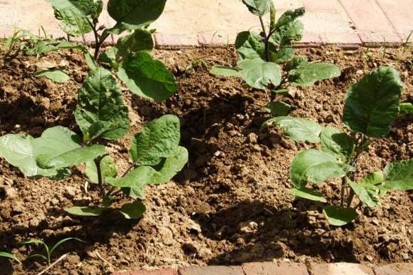 茄子種子催芽方法